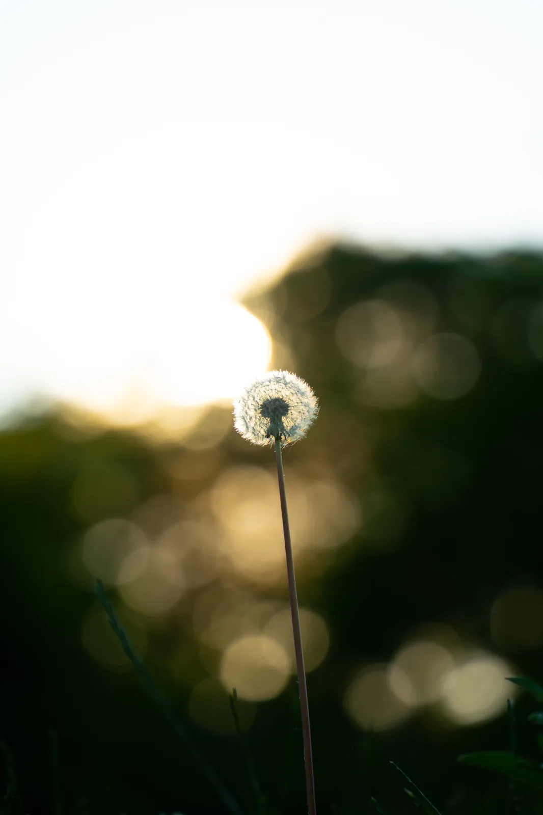 DSC02074.webp